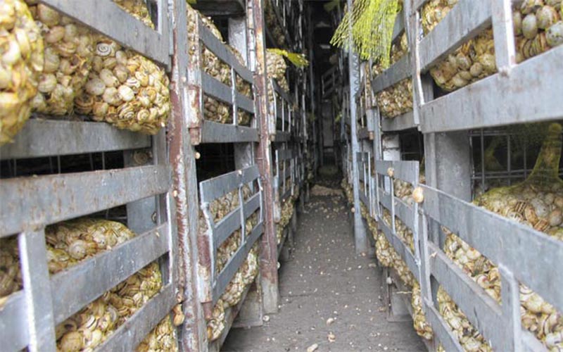 Parados chiclaneros quieren crear hasta 25 empleos con una explotación hortícola y otra de caracoles en suelo municipal