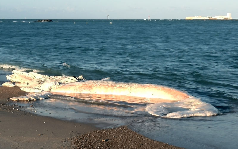 La mar arroja en el Poblado de Sancti Petri una ballena muerta