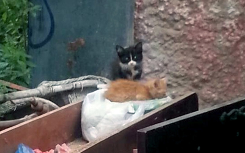 Tratamiento preventivo de desinsectación en la plaza Cocheras, aunque el Ayuntamiento no encuentra ni gatos ni pulgas