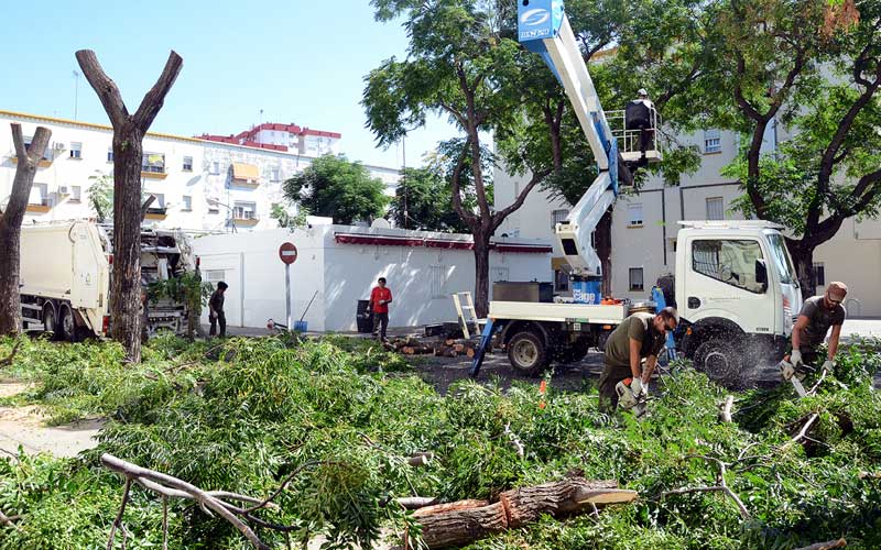 Comienza la poda de arbolado en La Constancia en la misma calle donde el domingo cayó una rama e hirió a un joven