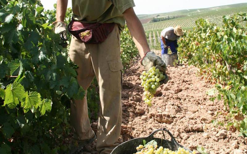 La vendimia en Jerez se generaliza poco a poco