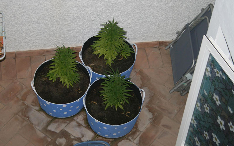 La Guardia Civil intensifica en Cádiz la lucha contra el cultivo de marihuana y recalca que “es un delito castigado con cárcel”