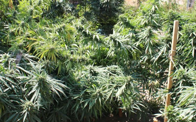 Localizada en una vivienda de la Sierra de San Cristóbal una importante plantación de marihuana