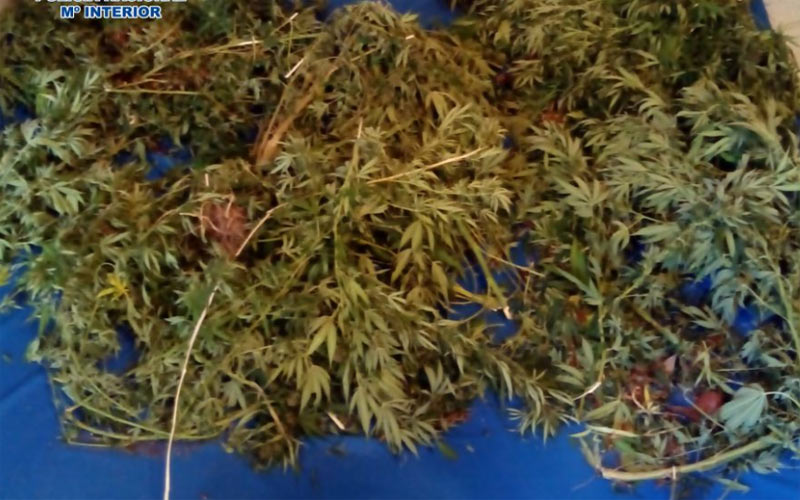 La Policía sorprende a cuatro personas robando marihuana en un domicilio de Jerez en cuyo patio la dueña tenía una plantación