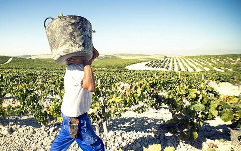 Finaliza la vendimia en el Marco de Jerez con una cosecha de 66,8 millones de kilos de uva: “superior a la prevista y de gran calidad”