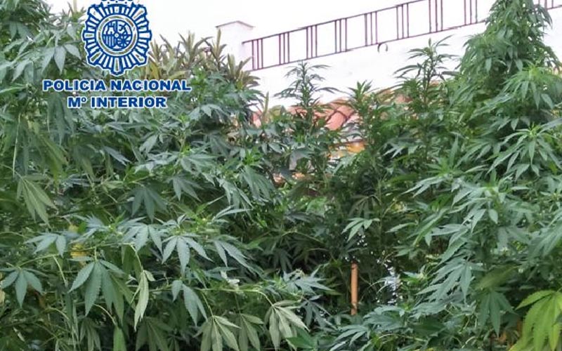 Desmantelada otra plantación de marihuana en una vivienda unifamiliar de Jerez