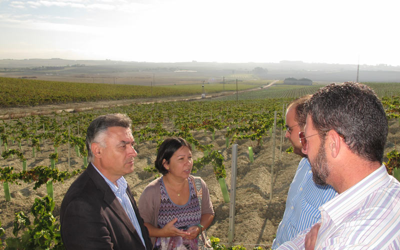 La Junta aprueba la reestructuración de 968 hectáreas de viñedo en la provincia de Cádiz con una inversión de 15 millones de euros