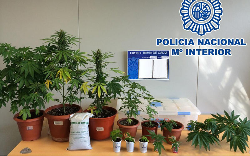 Detenidas tres personas en San Fernando con plantas de marihuana en sus domicilios tras quejas de los vecinos