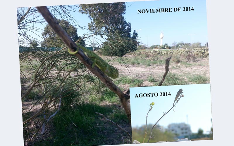 Presentan pruebas ante la Comisión Europea sobre la destrucción del hábitat del camaleón en la zona donde se celebró Alrumbo