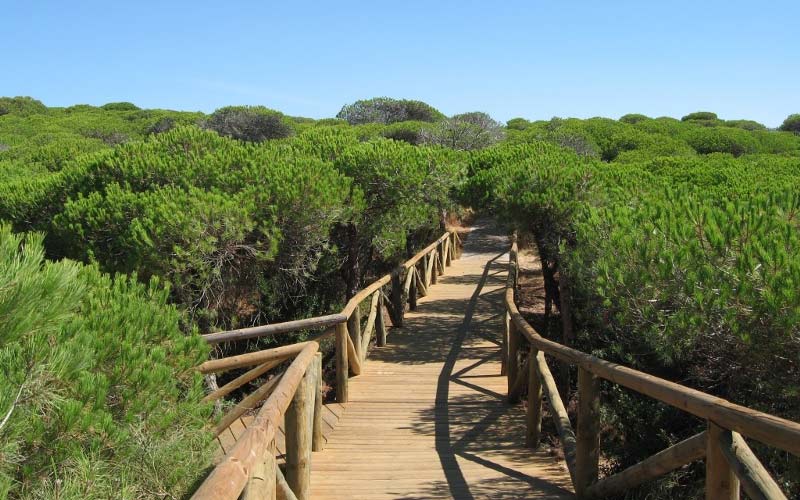 El Consistorio roteño pretende que los paseos de madera que recorren pinares y dunas se distingan como ‘sendero azul’