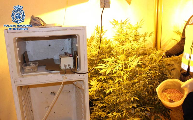 La Policía descubre un “auténtico laboratorio” de marihuana al desalojar una vivienda en El Puerto