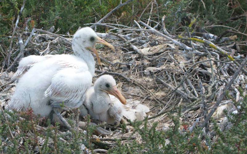 Bahía Sur dedica el mes de junio a la espátula común, en el contexto de su apoyo al proyecto Limes Platalea