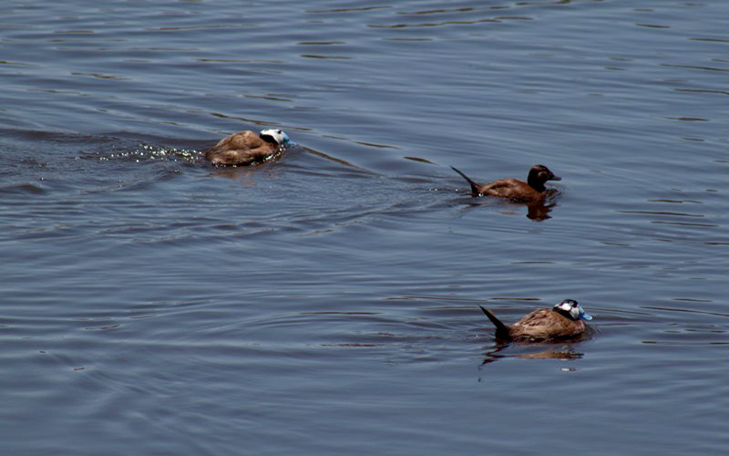 La restauración de la laguna de Los Tollos permite la reproducción por segundo año de una especie en peligro de extinción