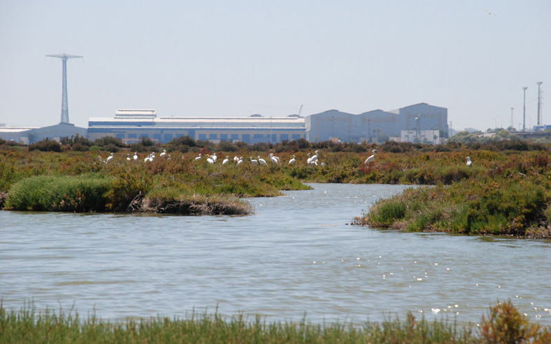 Salarte trabaja desde hace meses para hacer valer “lo que desde hace siglos dio brillo a la Bahía de Cádiz”: las marismas salineras