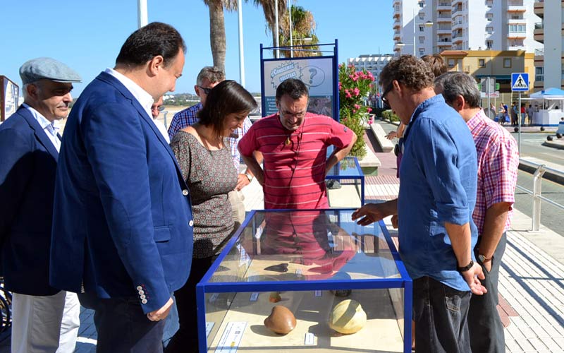 La exposición itinerante ‘La playa del Manantial y su fauna hace 5 millones de años’ se muestra en El Puerto durante este verano