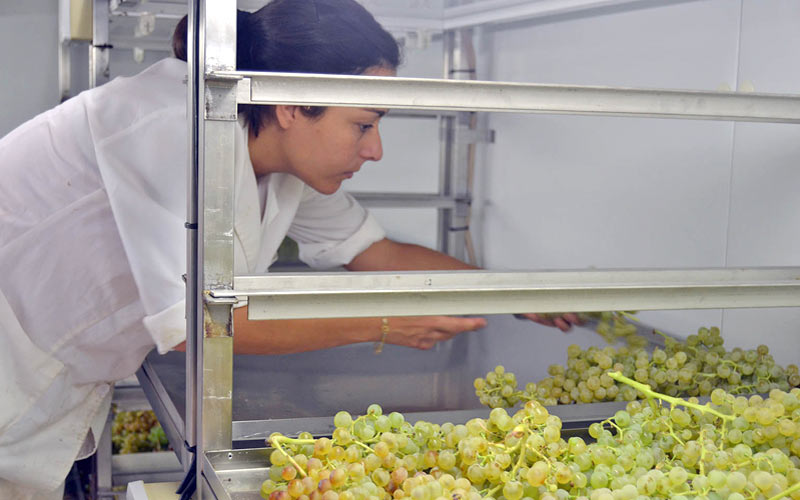Visto bueno al Ivagro de la UCA, que afianza de este modo su liderazgo andaluz en investigación vitivinícola y agroalimentaria