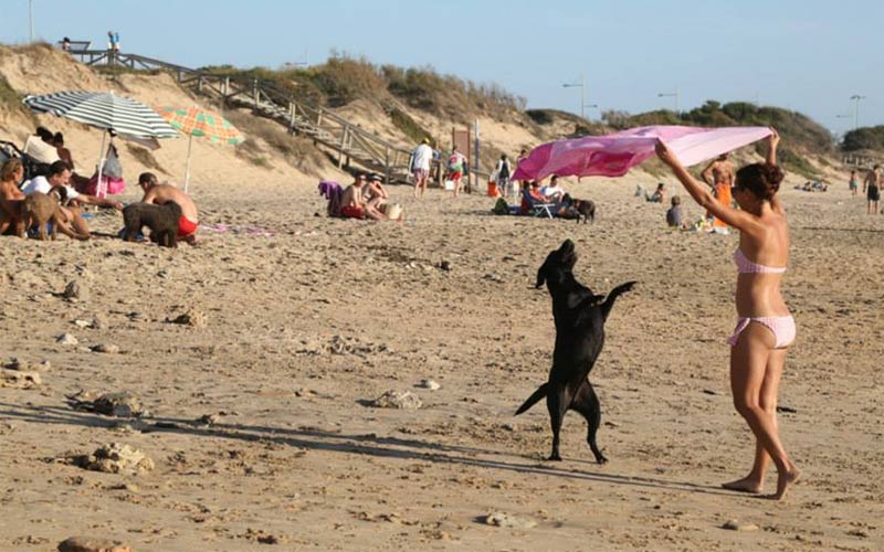 Convocada una protesta en Cádiz exigiendo playas para perros