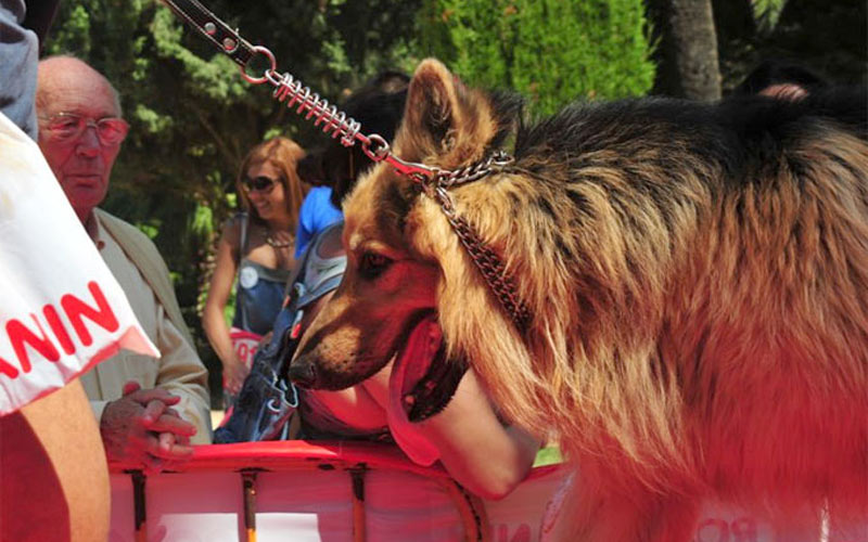 Pillados dos falsos veterinarios en Olvera y Barbate que se publicitaban a través de internet y las redes sociales
