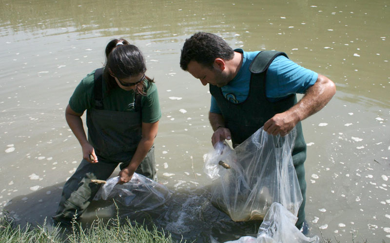 Liberados 60 kilos de ejemplares juveniles de anguila en diversos puntos del río Iro para ampliar el hábitat de la especie
