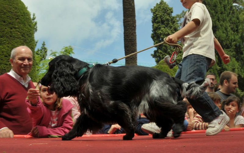 Vecinos de Segunda Aguada exigen al Ayuntamiento que cumpla su ordenanza y multe a quienes no recogen las cacas de sus perros