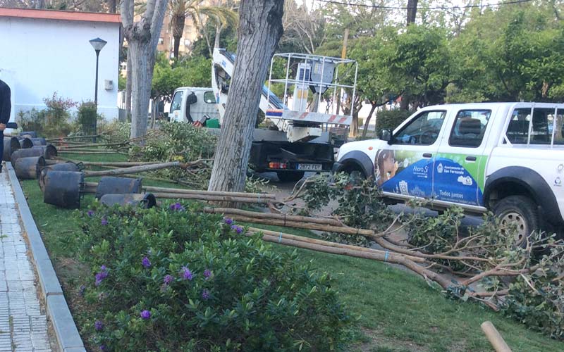 Desarrollo Sostenible repone en las últimas semanas más de un centenar de árboles en distintas zonas de La Isla