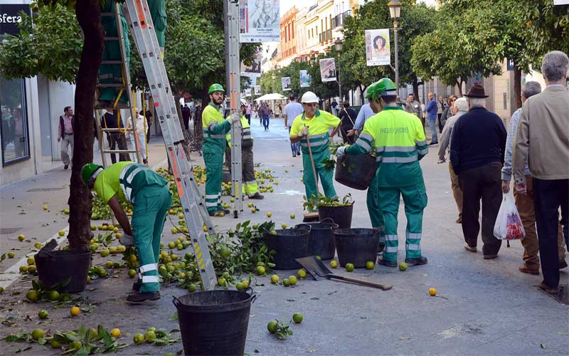 En marcha la campaña de retirada de miles de naranjas de las calles del centro jerezano ante el inicio de las fiestas navideñas