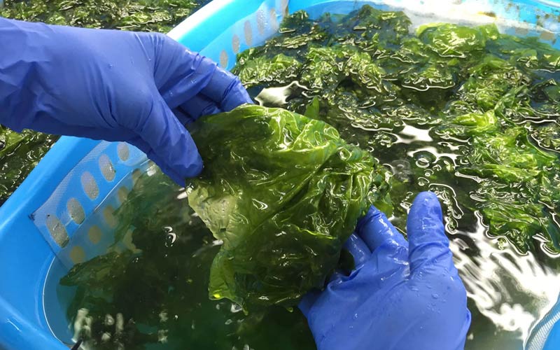 El cultivo de macroalgas para el consumo en la Bahía podría ser un complemento “sostenible y rentable” a las salinas y la acuicultura