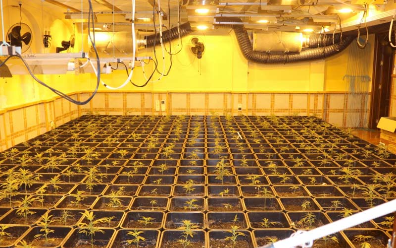Macroplantación de marihuana en un chalet de lujo de Jerez, ‘enganchado’ ilegalmente además al alumbrado público
