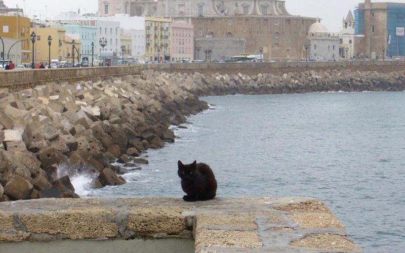 La iniciativa ‘En tu ciudad, gatos sanos’, que se acaba de renovar, ha ‘cuidado’ de 1.100 gatos callejeros en Cádiz en diez años