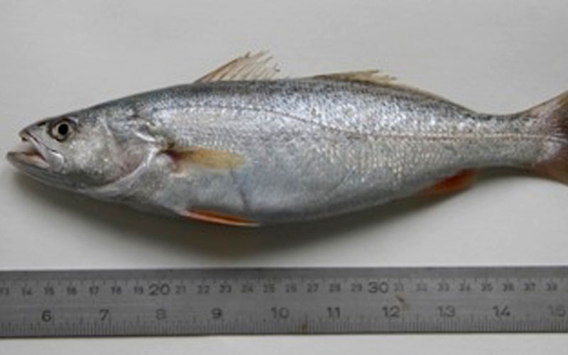 La corvina americana, cada vez más pescada en el Golfo de Cádiz: ¿una amenaza para las especies autóctonas?