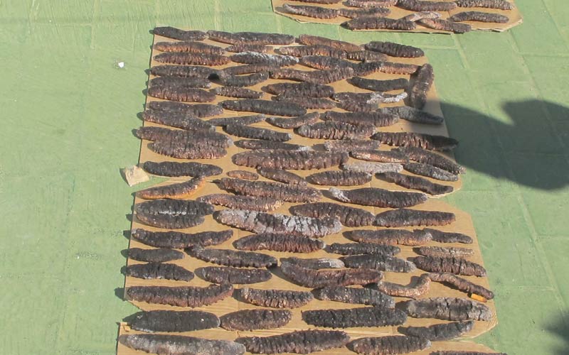 Holoturias al sol en una azotea de Cádiz