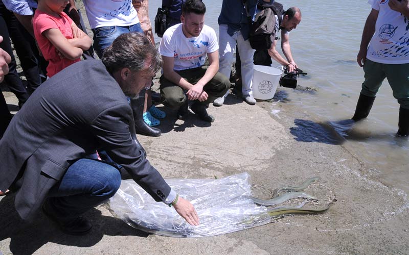 La consejería de Medio Ambiente suelta en La Isla unos 30 kilos de anguilas, especie en peligro crítico de extinción