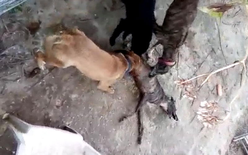 Denunciado por maltrato animal un vecino de Chiclana al alentar a varios de sus perros a devorar a un cachorro vivo