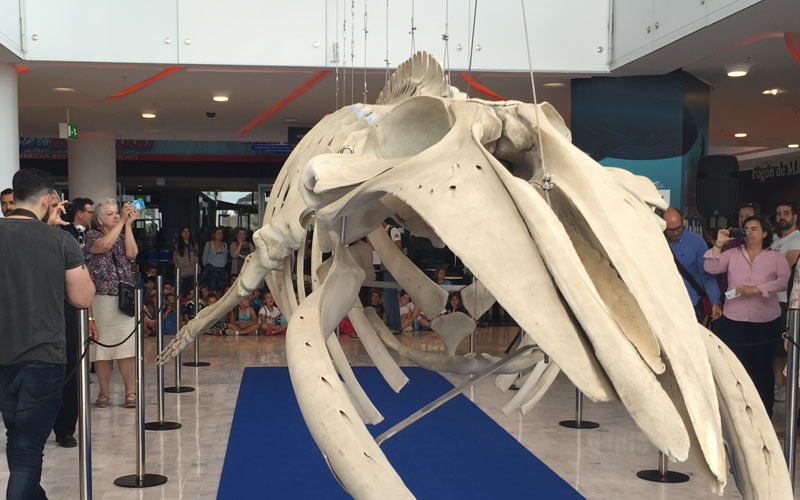 La ballena Bahía, ‘recuperada’ con fines didácticos