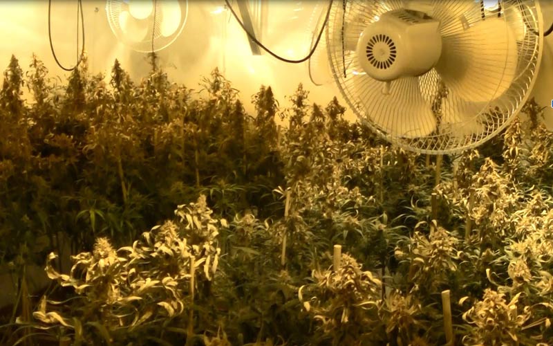 Detenido el inquilino de una vivienda unifamiliar en Jerez utilizada para la plantación de marihuana con todos los avances técnicos