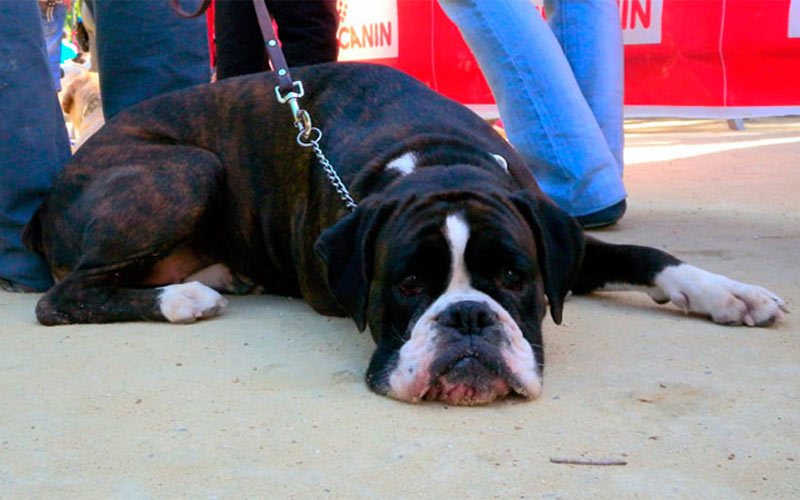 El Ayuntamiento asegura que “mantiene” el servicio de recogida de animales mientras busca una solución a las adjudicaciones fallidas