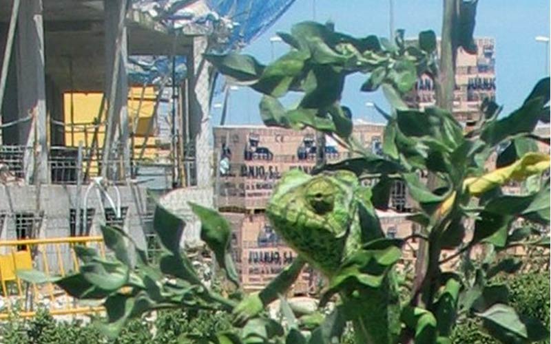 Demandan al Consistorio de Rota una “mayor implicación” en la protección del camaleón, “joya de nuestra naturaleza local”