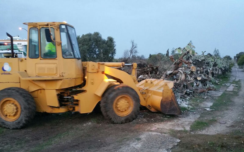 Desarrollo Sostenible actúa en parcelas municipales frente a la cochinilla del carmín; las chumberas proliferan en suelo privado