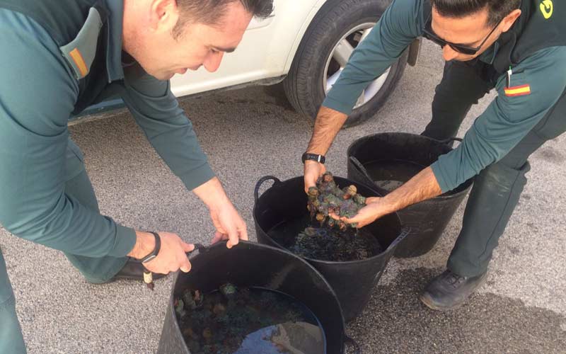Devueltas al litoral gaditano más de 40 kilos de ortiguillas incautadas a un mariscador furtivo sorprendido en un control