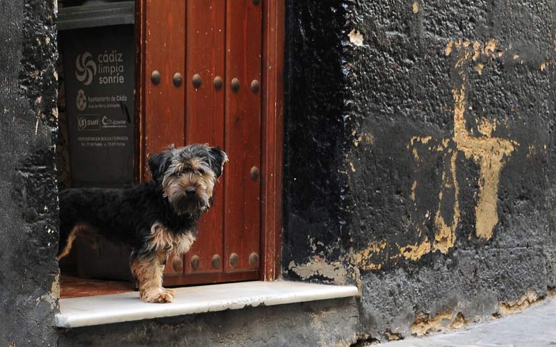 Regalar una mascota en Navidad: toda una “responsabilidad”