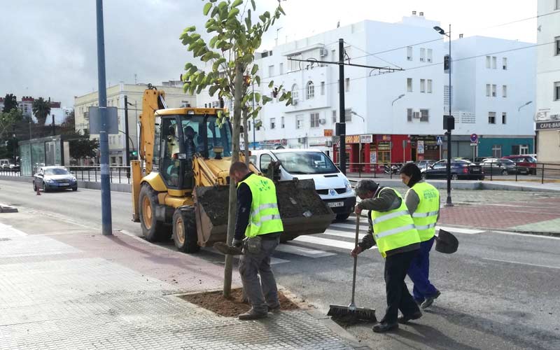 Árboles para ‘acompañar’ al tranvía a su paso por Chiclana