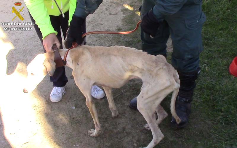 Rescatados medio centenar de animales en un pésimo estado, hacinados en una perrera ilegal en una finca de Chiclana