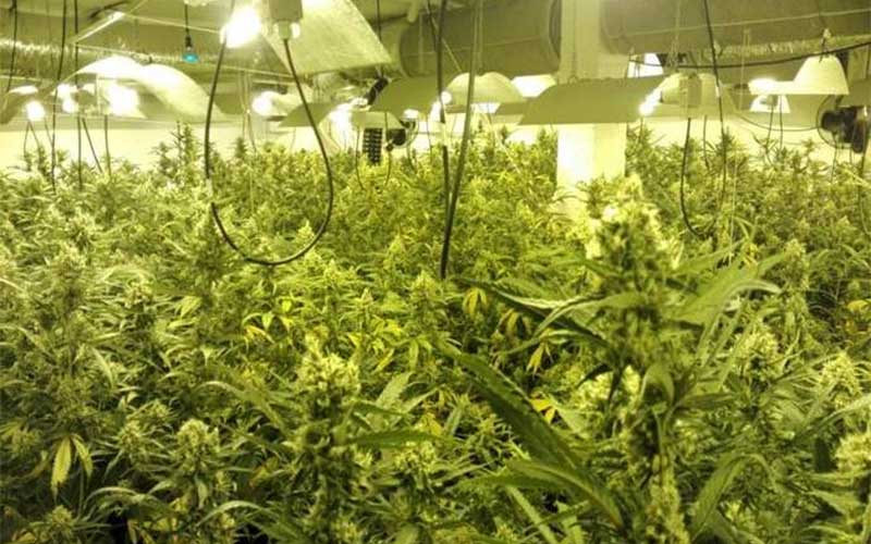 Localizada una macroplantación de marihuana en un chalet de Chiclana que además estaba ‘enganchada’ al alumbrado público