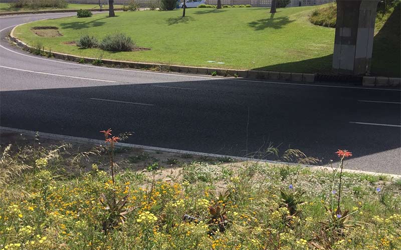 Las zonas verdes a la entrada de Cádiz, cuidadas y descuidadas