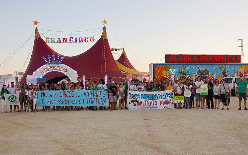 “Chiclana se está convirtiendo en un reducto para los circos con animales con el silencio del Gobierno local”