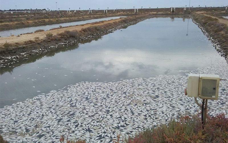 Indignación ante el “desastre ecológico” por la muerte anunciada de doradas en La Leocadia, por “desidia, cobardía o incompetencia”