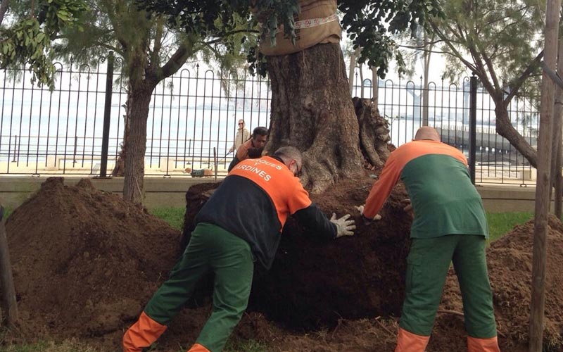 Cs insiste en conocer los detalles de la prórroga del contrato de mantenimiento de zonas verdes en Cádiz