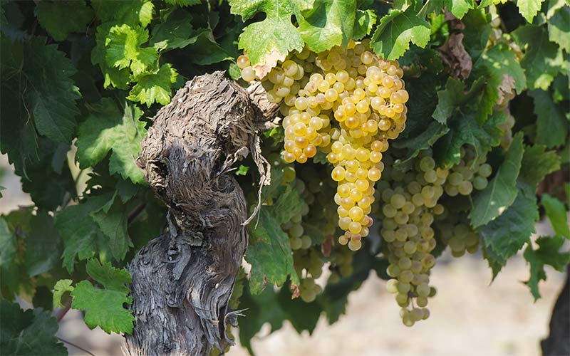 La vendimia va intensificándose en el Marco de Jerez
