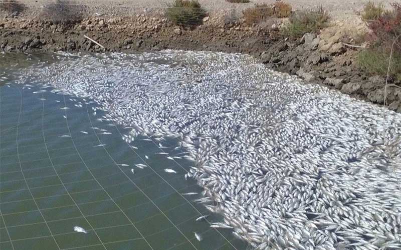 IU ve “muy sospechoso” el silencio de Cavada y Romero sobre la piscifactoría de La Leocadia, donde plantean un complejo ecoturístico