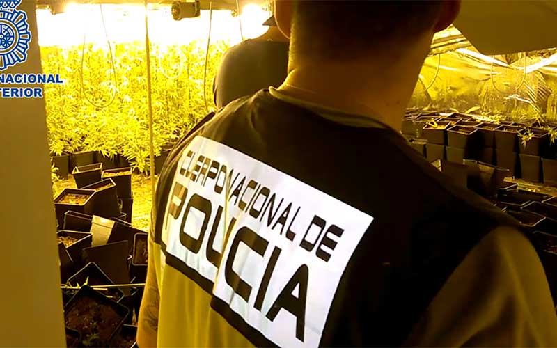 Desmanteladas tres plantaciones de marihuana en naves de dos polígonos industriales de Jerez y detenidas seis personas